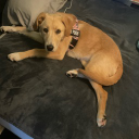 Tobythetoe